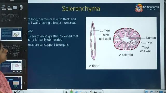 Anatomy of Flowering Plants || Foundation - Botany || LIVE || Sri Chaitanya Gosala