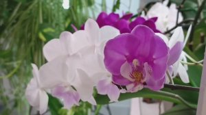 РЕЛАКС под ВОЛШЕБНОЕ ЦВЕТЕНИЕ ОРХИДЕЙ🌷🌿🎶 #орхидеи #цветениеорхидей