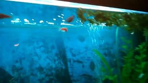 Аквариум 100л гуппи моллинезии и др