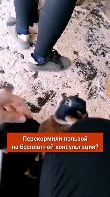 Перекормили пользой на консультации и слили продажу?