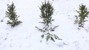 ПЕРЕЖИВАЮ ЗА МОЖЖЕВЕЛЬНИК "ЛОДЕРИ". 11.02.2024г. БЕЛАРУСЬ, ГОМЕЛЬСКАЯ ОБЛАСТЬ