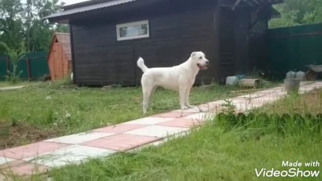 Выпускница питомника Тимерташ Луссурия (Москва) Еще больше информации на сайте www.timertash.ru смотреть онлайн