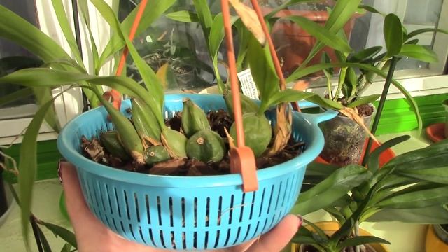 Choosing orchid pots Part 2 - Pot size and repotting смотреть онлайн
