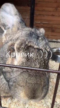 Питерский Зоопарк