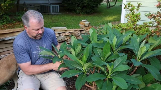 May Garden Tour👨🌾🏡🌷🌻 - Mock Orange, Blueberries, Dogwood, Edgeworthia, Fatsia, Hibiscus смотреть онлайн