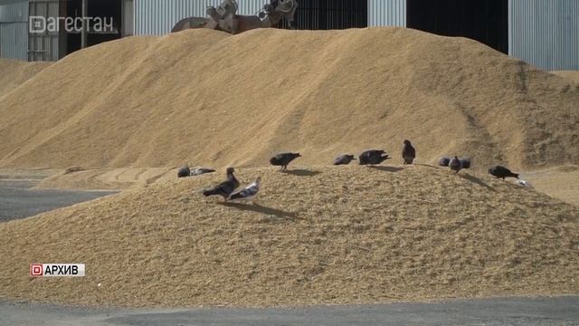 В Дагестане реализуют 4 проекта по переработке риса смотреть онлайн