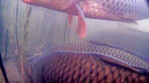 ТРОФЕЙНЫЕ САЗАНЫ РВУТ ЛЕСКИ И ЛОМАЮТ КРЮЧКИ!!! ВОТ ЭТО РЫБАЛКА!!! Весенняя рыбалка на карася 2025