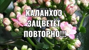 КАЛАНХОЕ! Как заставить цвести повторно? Обрезка, пересадка, уход!!!