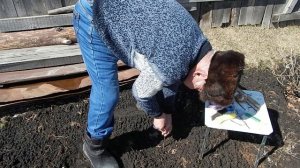 Прививка к подвою выращенных из семян