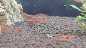 Креветки