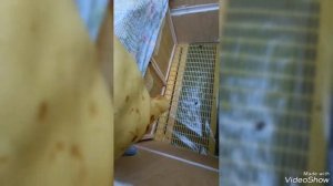 Лучшая СВИЩЕВАЯ матка при наличии старой матки в улье.