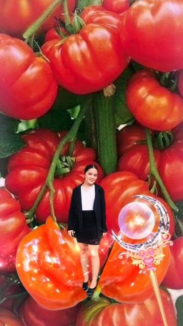 Big beef tomato large vegetables fruit girl#short #trending #viralvideo #shortvideo#vegetablesfruit смотреть онлайн