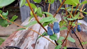 жимолость борел близзард и бист