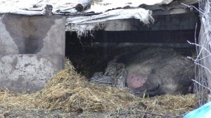 Кабаний выводок во всей красе