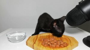 Kitten eating wet cat food ASMR