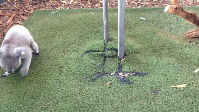 Koala pole dance смотреть онлайн