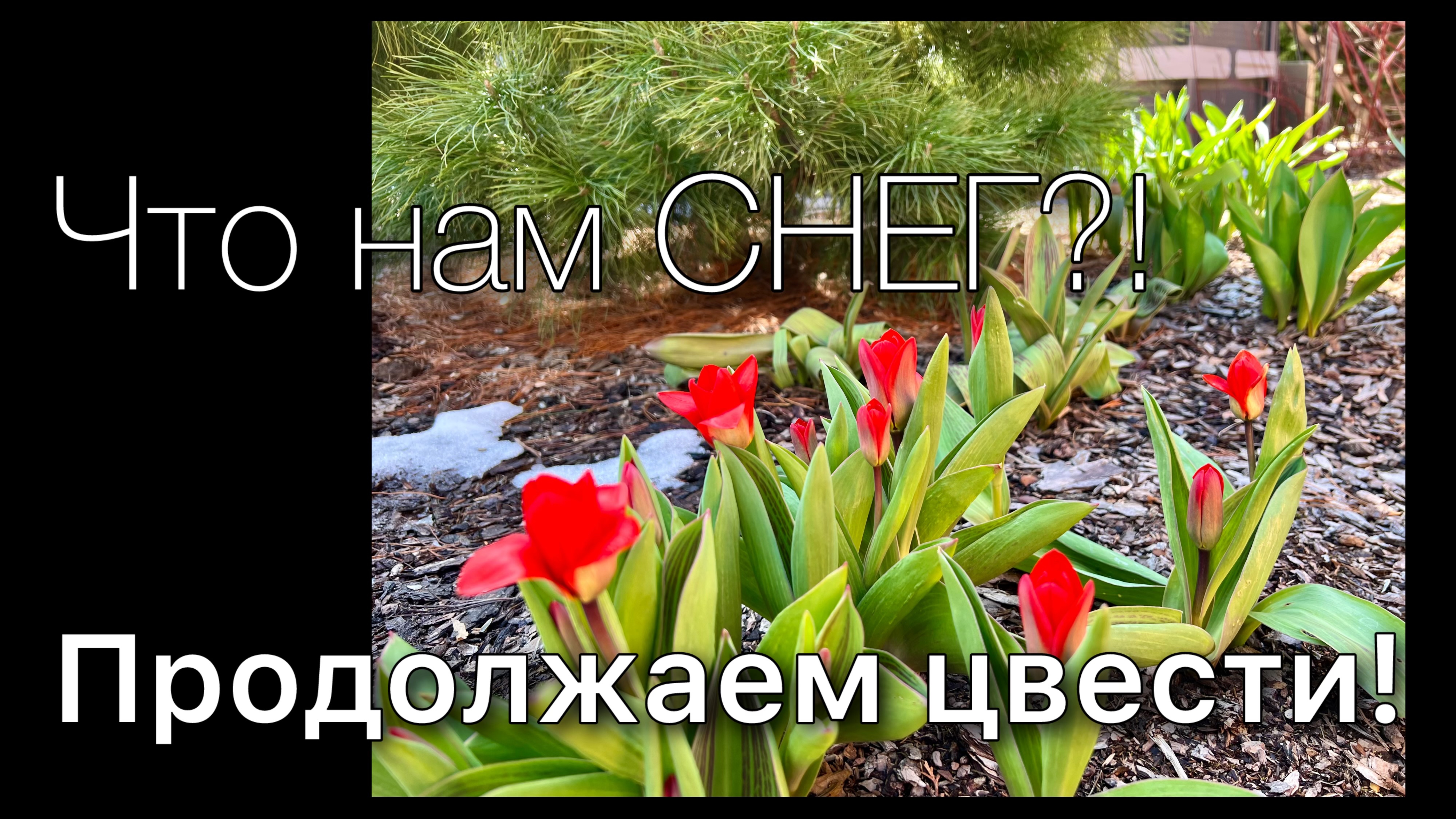 Обзор РАСТЕНИЙ Прогулка по саду АПРЕЛЬ Последствия снегопада Цветение Кустарники Дневник садовода