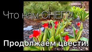 Обзор РАСТЕНИЙ Прогулка по саду АПРЕЛЬ Последствия снегопада Цветение Кустарники Дневник садовода