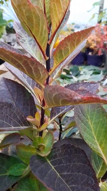 Осенние краски крупнолистной гортензии из серии Рандеву Choco Chic смотреть онлайн