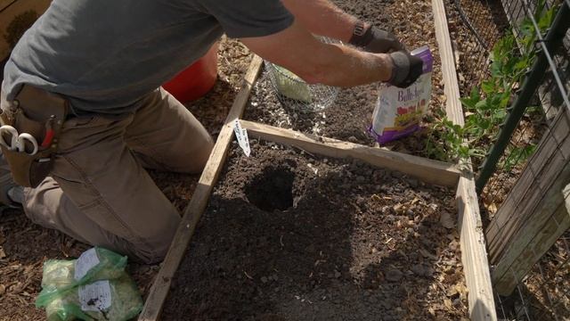 How to Plant Lily Bulbs in Early Spring | Tips and Techniques смотреть онлайн