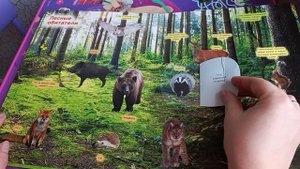 Обзор книги 100 секретных окошек. Серия животные