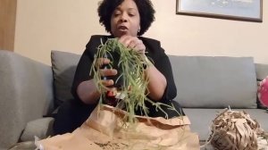 PLANTERINA HOYA LINEARIS UNBOXING