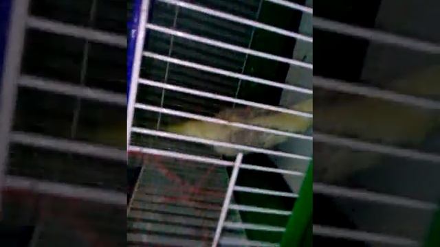 Корелла смотреть онлайн