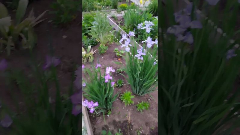Цветы в моём саду.