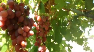 Виноград Симпатия 2020