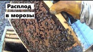 Фантастическое развитие пчелиных семей в морозные дни.
