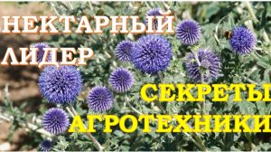 Мордовник: как увеличить медосбор?