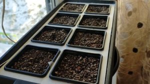 Земляника на гидропонике. мой опыт выращивания