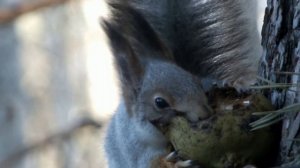 Белка ест грушу\Squirrel eats a pear