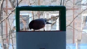 Птицы у кормушки.