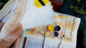 Защита голубей от сокола. Ролик Геннадия Лозко