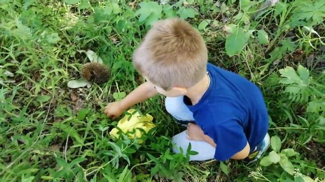 🦔 Поймал ежа  (Жизнь Ти)