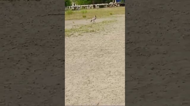 Журавль-красавка неожиданно «засветился» в Тынде смотреть онлайн