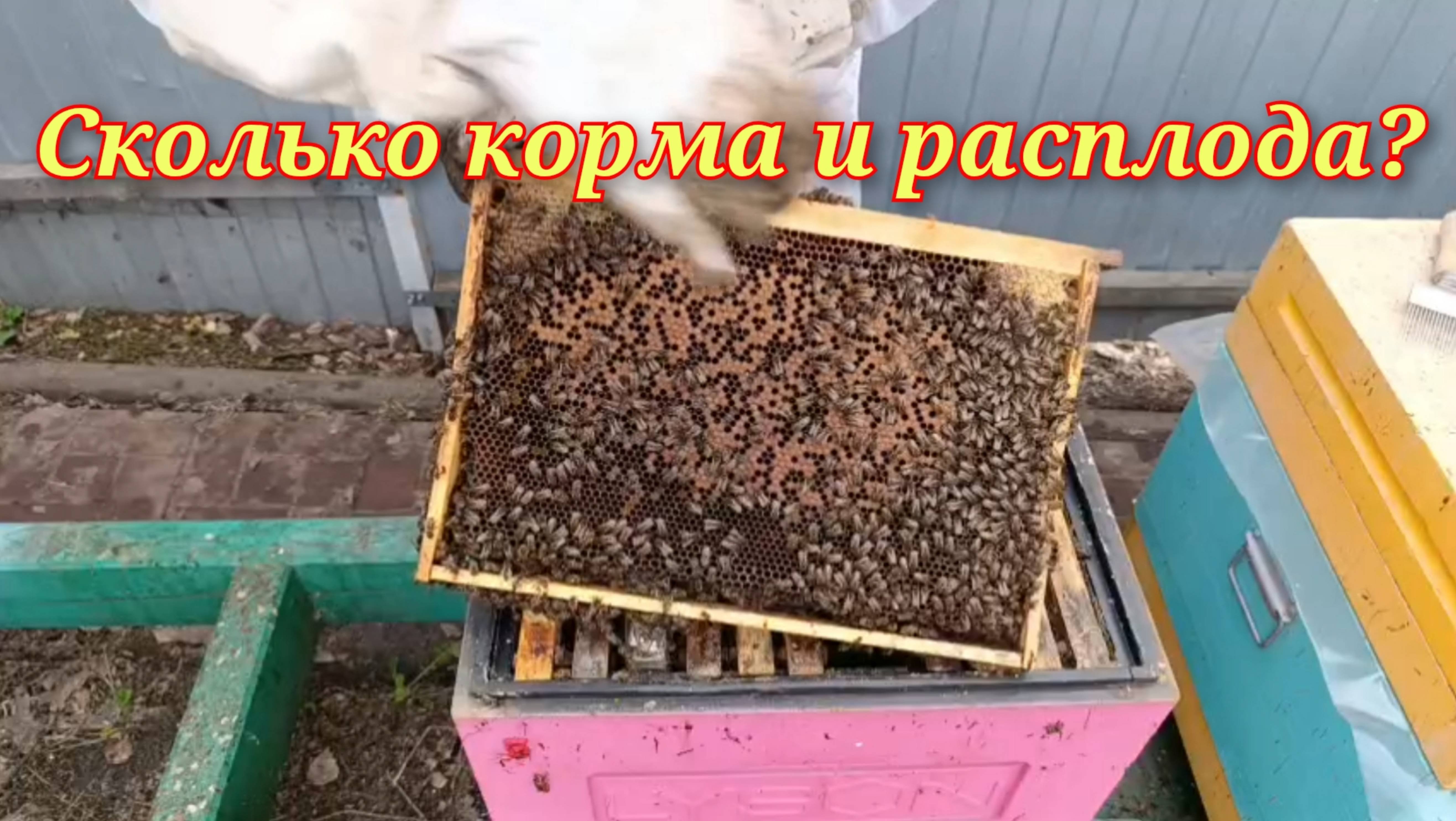 Весеннее развитие пчёл.Сколько расплода и кормов в семьях?