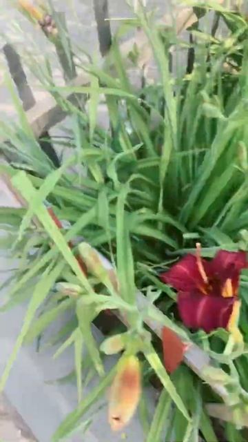 Лилейник зацветает смотреть онлайн