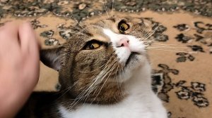 Британский кот. Какой он? С характером и большой.