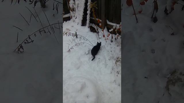 Котята и Снег. Они его увидели впервые. смотреть онлайн