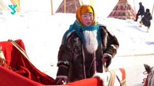 Многовековые правила Ямала | Оленеводы делятся секретами упряжки