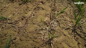 Протравитель на зерновых Вайбранс Трио. Мониторинг опытных полей ИЗР Прилуки.