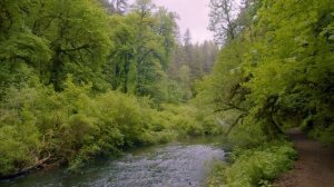20.04.2025_03_4K SOUND OF FOREST - Gentle Sounds of Forest River & Merry Birds Chirping to Feel Natu