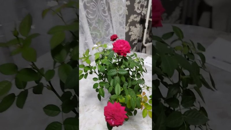 Розочка цветёт и радует меня
