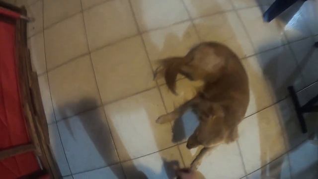 Let's make a doggy snack chicken jerky at home смотреть онлайн