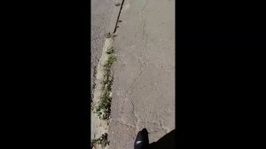 В Черновцах 2018 года и синагогу хотели захватить...