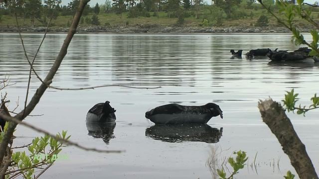 Карелия. Ладожское озеро. Валаамский архипелаг. Ладожская нерпа. Nature of Russia. 4К