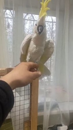 Попугай гостям не рад