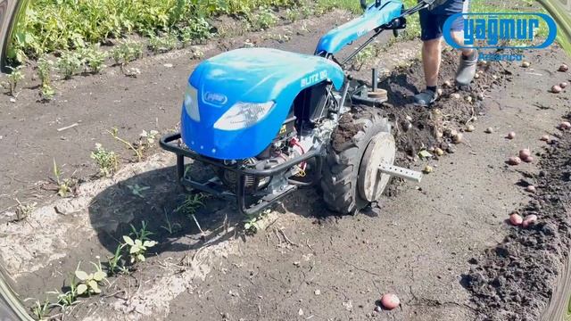 Blitz 80 Walk-Behind Tractor digging Potatoes смотреть онлайн